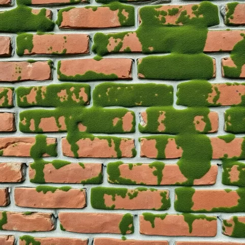 Glony na elewacji jak usunąć